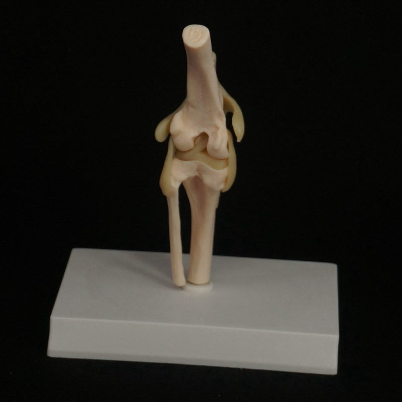 Dog knee Canine Joint model Medical Veterinary Skeleton Animal - KiwisLove