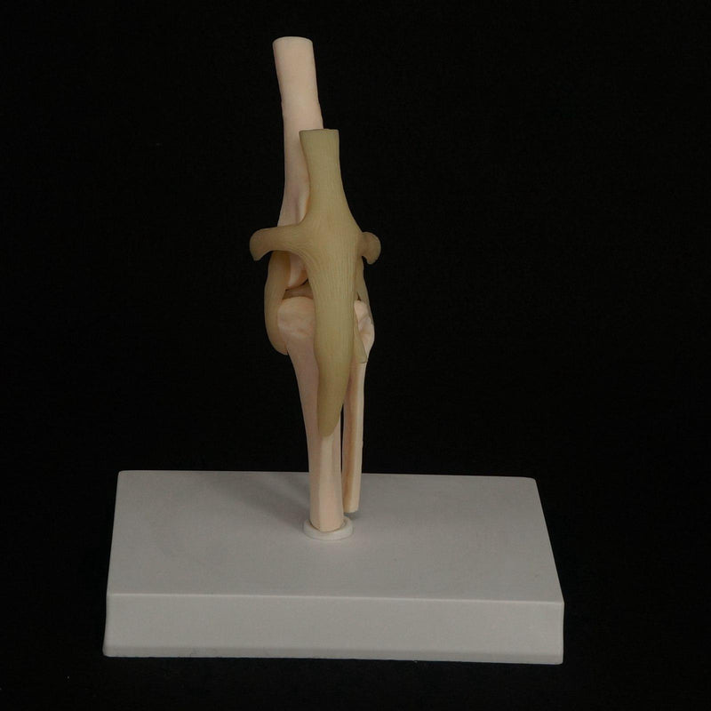 Dog knee Canine Joint model Medical Veterinary Skeleton Animal - KiwisLove