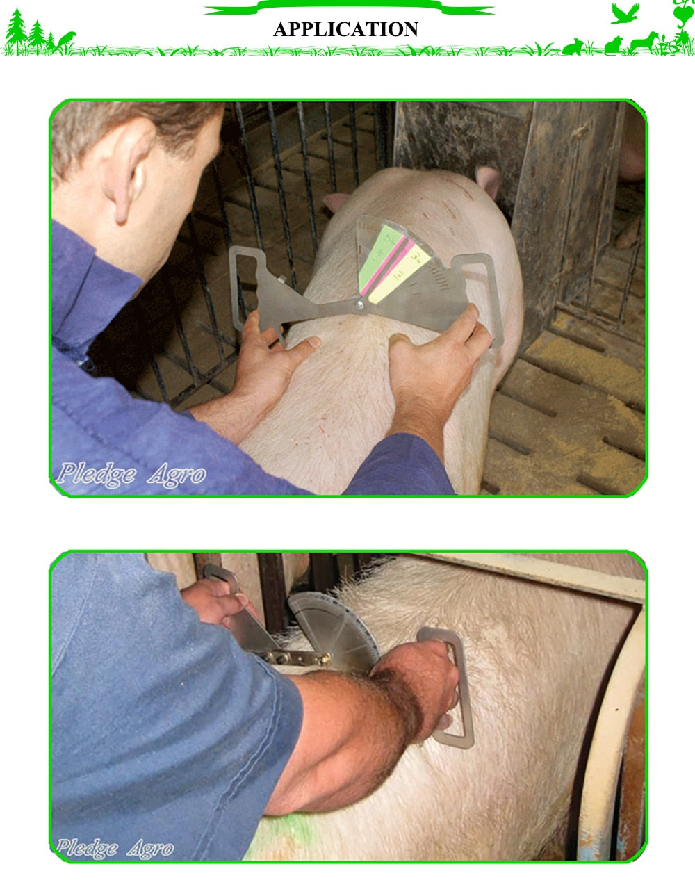 Sow body condition caliper guidance backfat meat measuring - KiwisLove