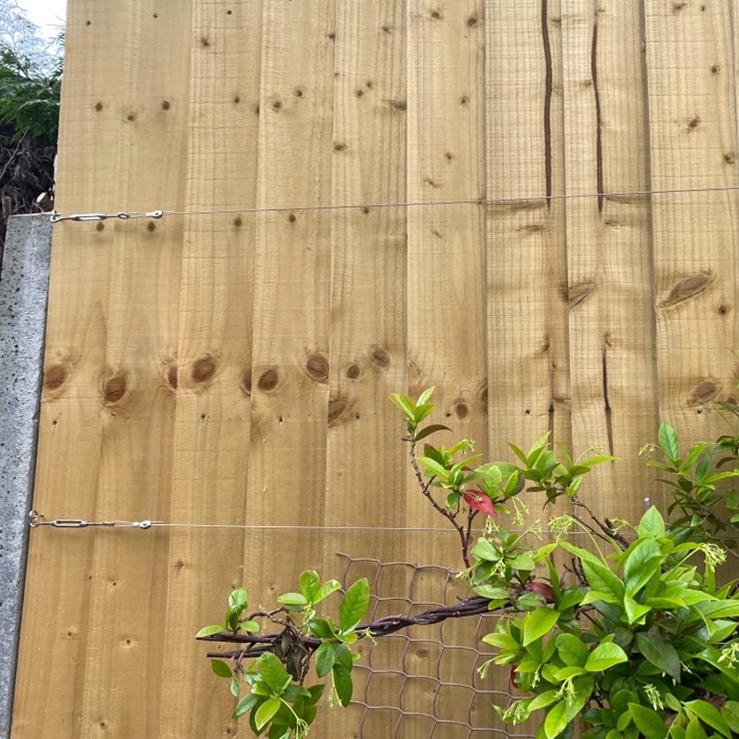 45m wire rope set 2mm PVC coated Cable eyelets turnbuckle tensioner - KiwisLove