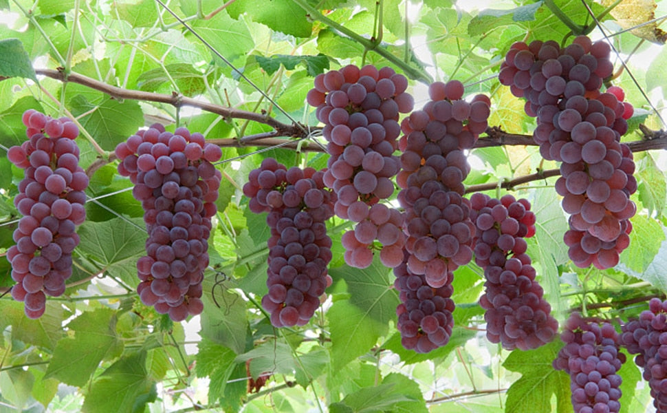 60m wire rope set 2mm PVC coated Cable eyelets turnbuckle tensioner - KiwisLove