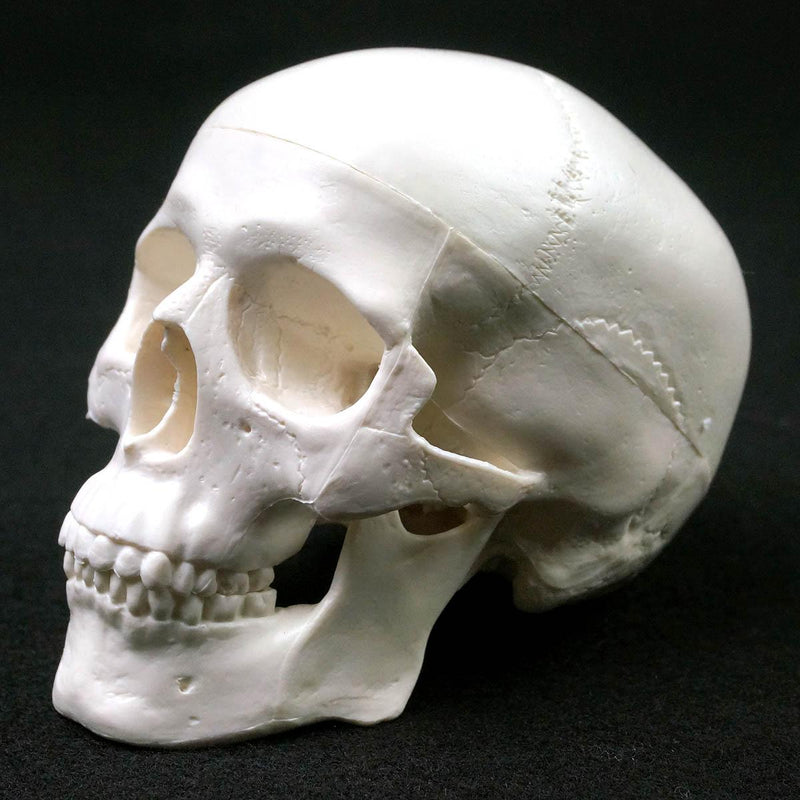PVC Mini Skull Human Anatomical Anatomy Head - KiwisLove