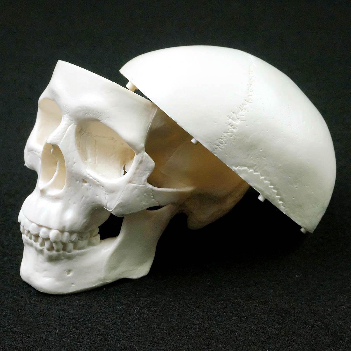 PVC Mini Skull Human Anatomical Anatomy Head - KiwisLove