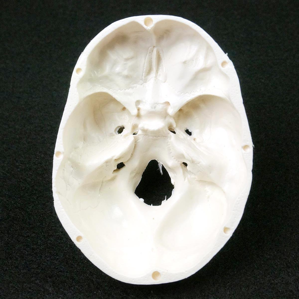 PVC Mini Skull Human Anatomical Anatomy Head - KiwisLove