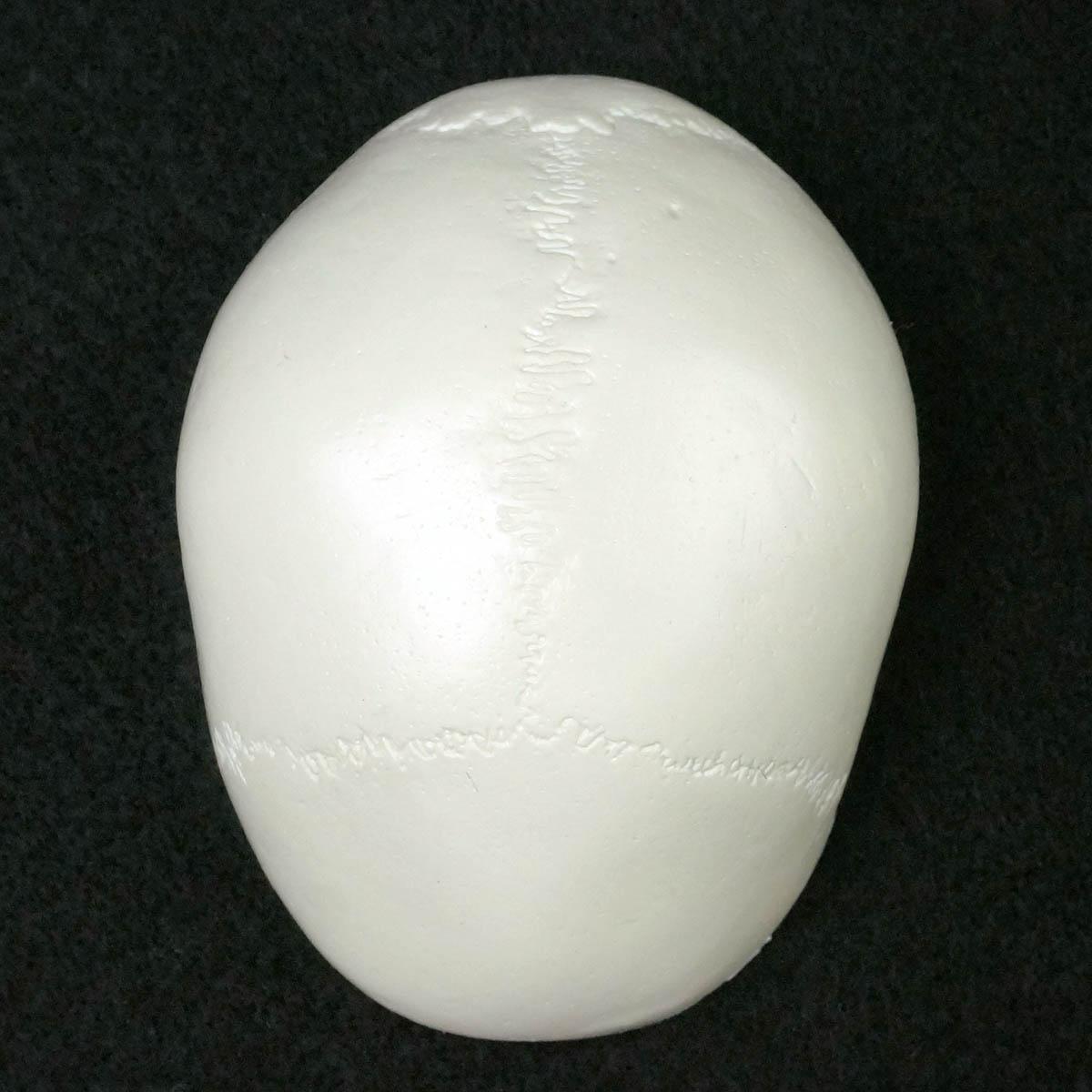 PVC Mini Skull Human Anatomical Anatomy Head - KiwisLove