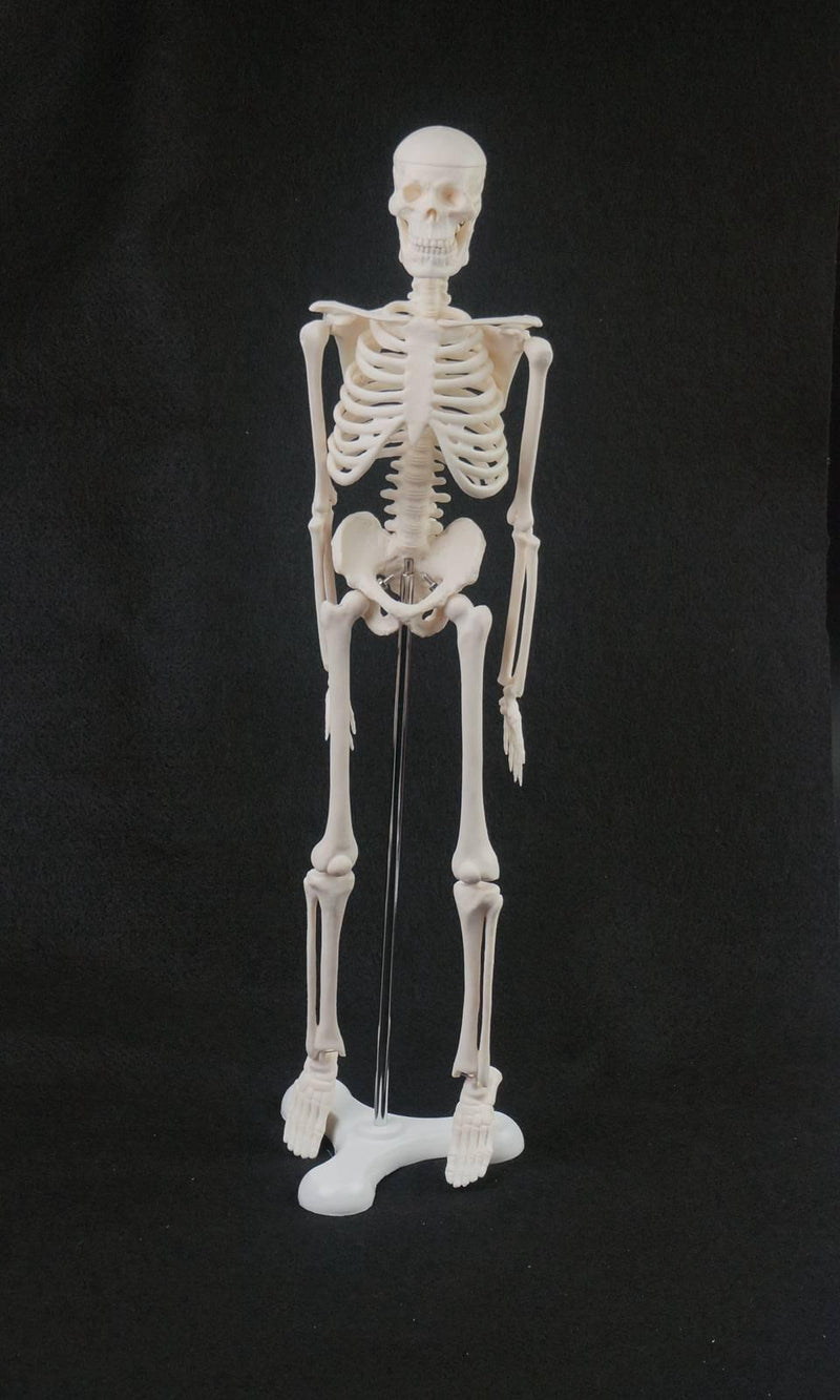 45CM Human Anatomical Anatomy Skeleton Model - KiwisLove