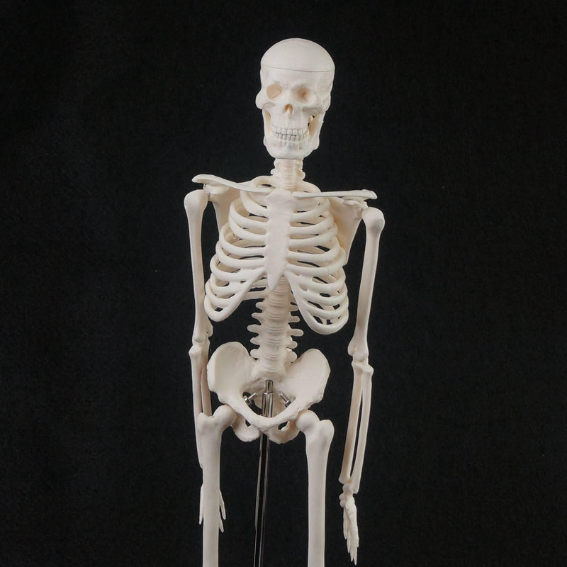 45CM Human Anatomical Anatomy Skeleton Model - KiwisLove