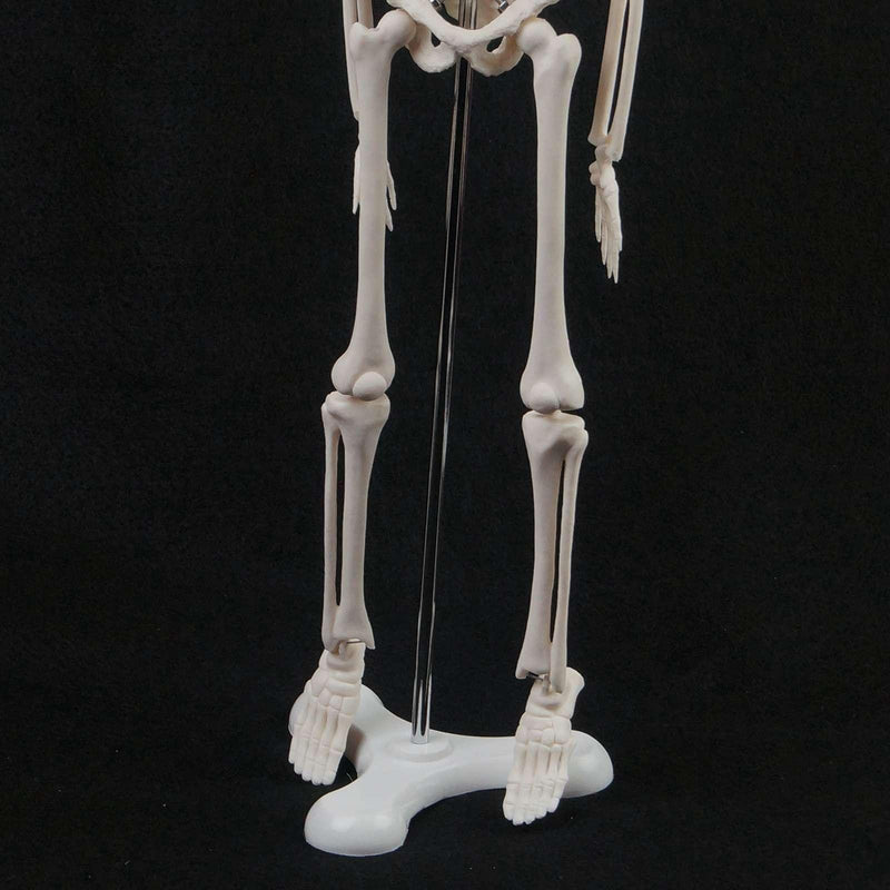 45CM Human Anatomical Anatomy Skeleton Model - KiwisLove