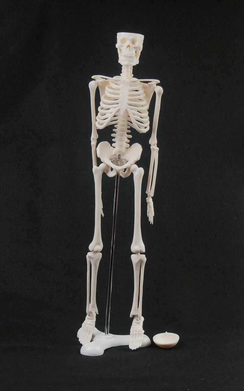 45CM Human Anatomical Anatomy Skeleton Model - KiwisLove