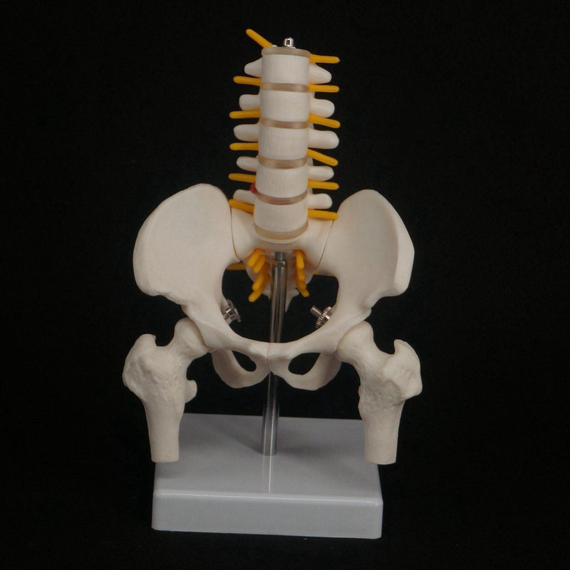 Half Size Pelvis 5 Pieces Lumbar With Leg Bone Vertebrae Anatomy Model - KiwisLove