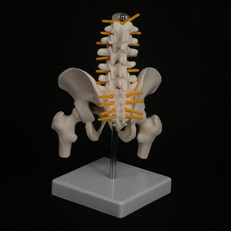 Half Size Pelvis 5 Pieces Lumbar With Leg Bone Vertebrae Anatomy Model - KiwisLove