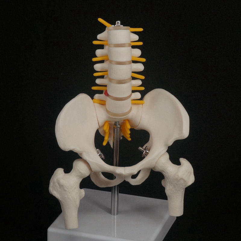 Half Size Pelvis 5 Pieces Lumbar With Leg Bone Vertebrae Anatomy Model - KiwisLove