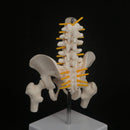 Half Size Pelvis 5 Pieces Lumbar With Leg Bone Vertebrae Anatomy Model - KiwisLove