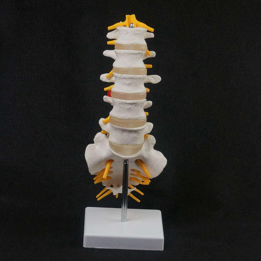 Human Lumbar Spine Caudal Vertebra Structure Intervertebral Disc Joint Model - KiwisLove