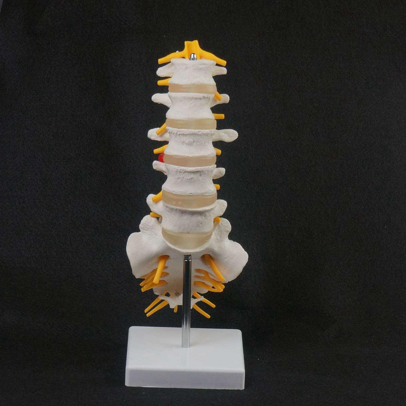 Human Lumbar Spine Caudal Vertebra Structure Intervertebral Disc Joint Model - KiwisLove
