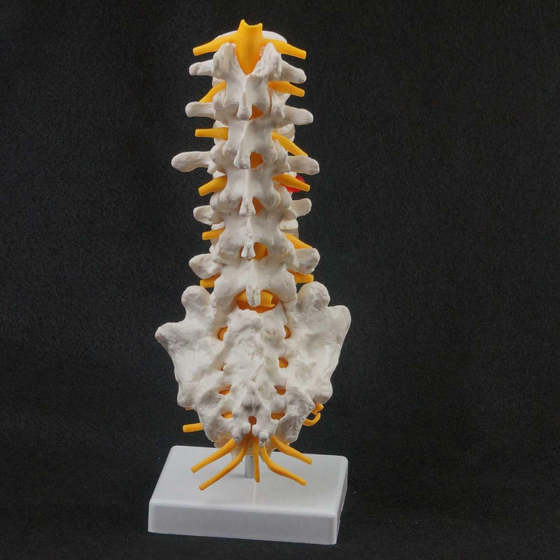 Human Lumbar Spine Caudal Vertebra Structure Intervertebral Disc Joint Model - KiwisLove