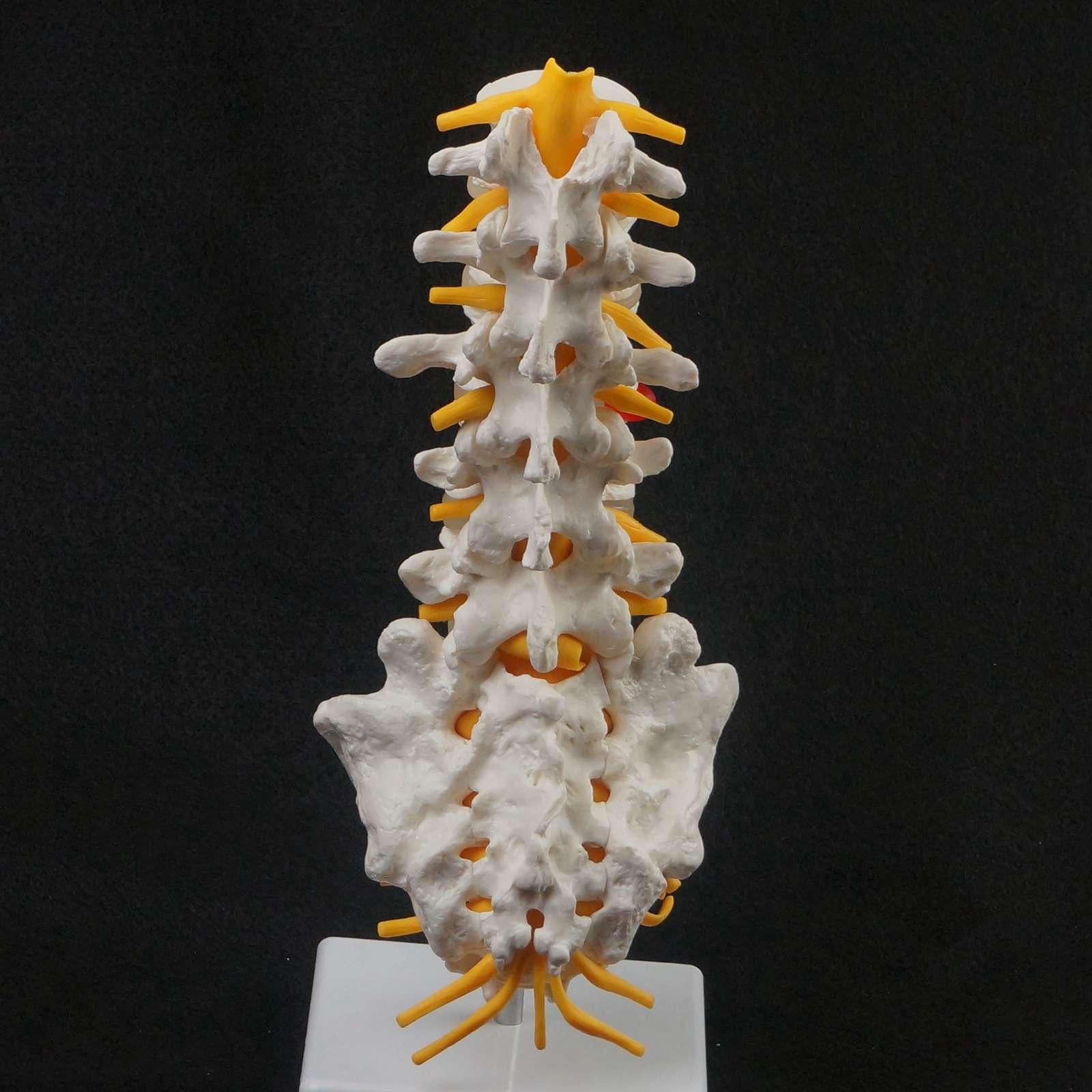 Human Lumbar Spine Caudal Vertebra Structure Intervertebral Disc Joint Model - KiwisLove