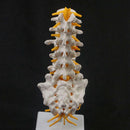 Human Lumbar Spine Caudal Vertebra Structure Intervertebral Disc Joint Model - KiwisLove