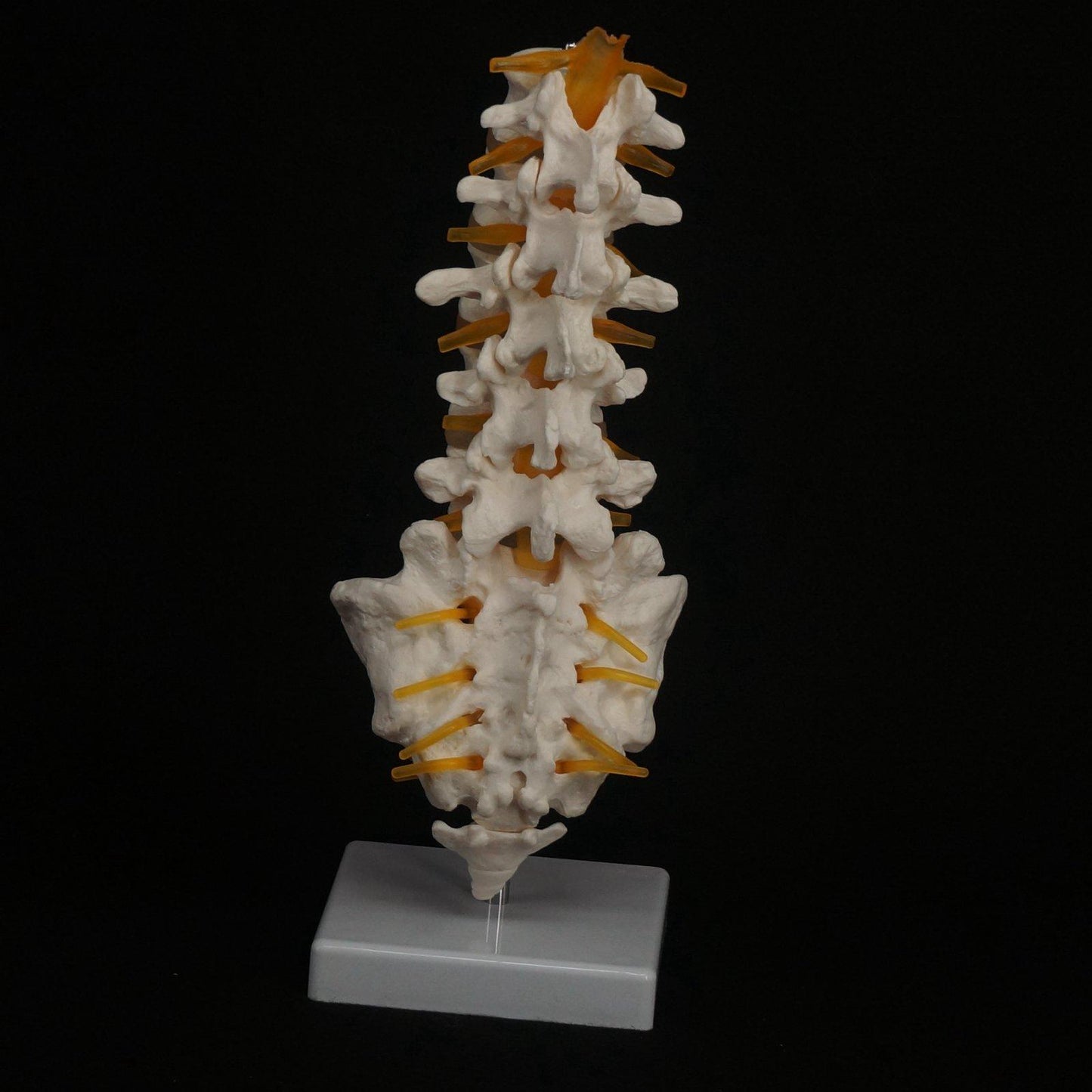 Human Lumbar Spine with Caudal Vertebra Structure Intervertebral Disc Model - KiwisLove