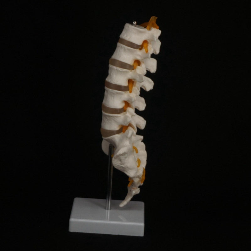 Human Lumbar Spine with Caudal Vertebra Structure Intervertebral Disc Model - KiwisLove