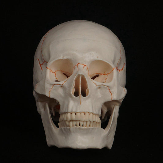 Life Size Human Head Skull Model Skeleton Medicine Anatomy - KiwisLove