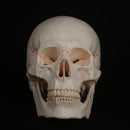 Life Size Human Head Skull Model Skeleton Medicine Anatomy - KiwisLove