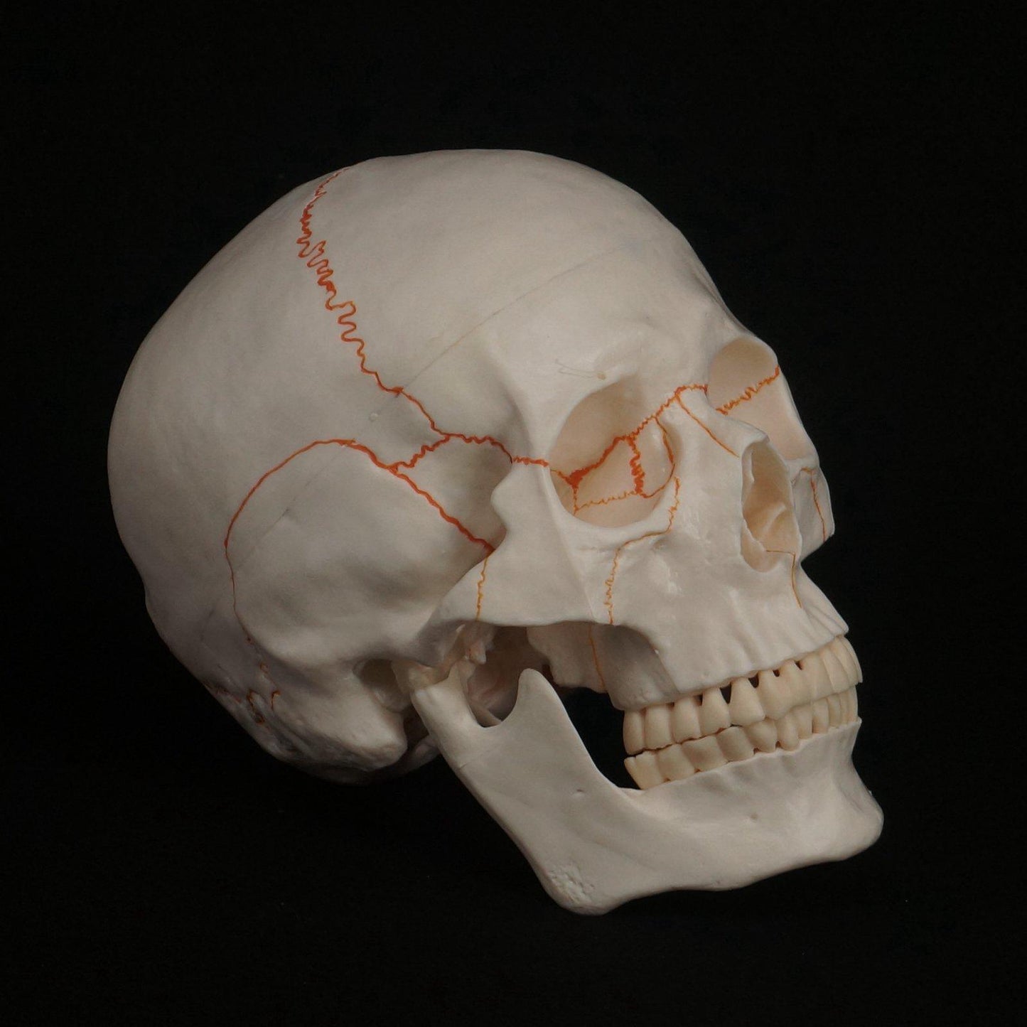 Life Size Human Head Skull Model Skeleton Medicine Anatomy - KiwisLove