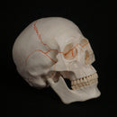 Life Size Human Head Skull Model Skeleton Medicine Anatomy - KiwisLove