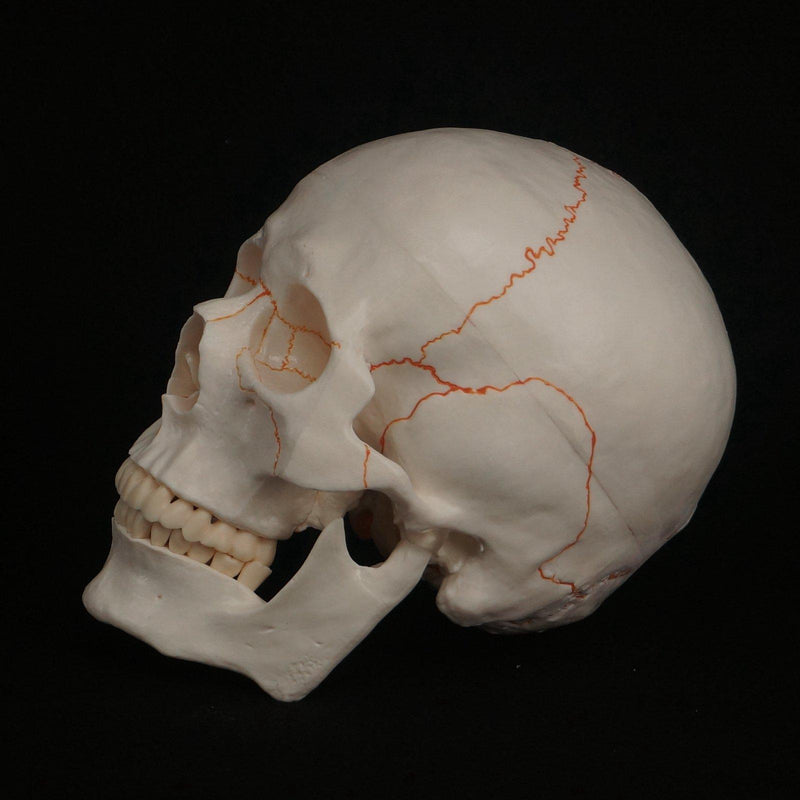 Life Size Human Head Skull Model Skeleton Medicine Anatomy - KiwisLove