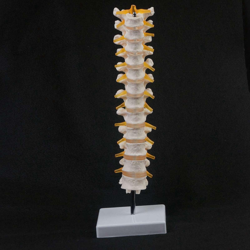 Lifesize Human 12 Thoracic Vertebrae Skeleton cervical Spine Anatomical Model - KiwisLove