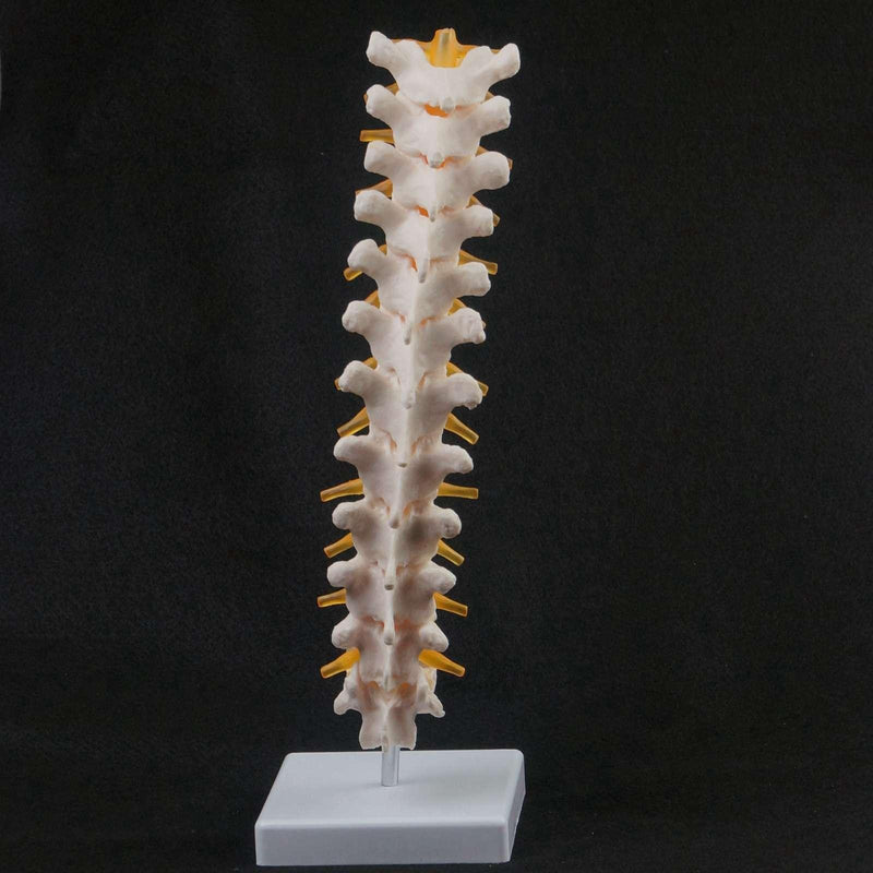 Lifesize Human 12 Thoracic Vertebrae Skeleton cervical Spine Anatomical Model - KiwisLove