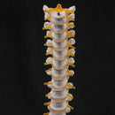 Lifesize Human 12 Thoracic Vertebrae Skeleton cervical Spine Anatomical Model - KiwisLove