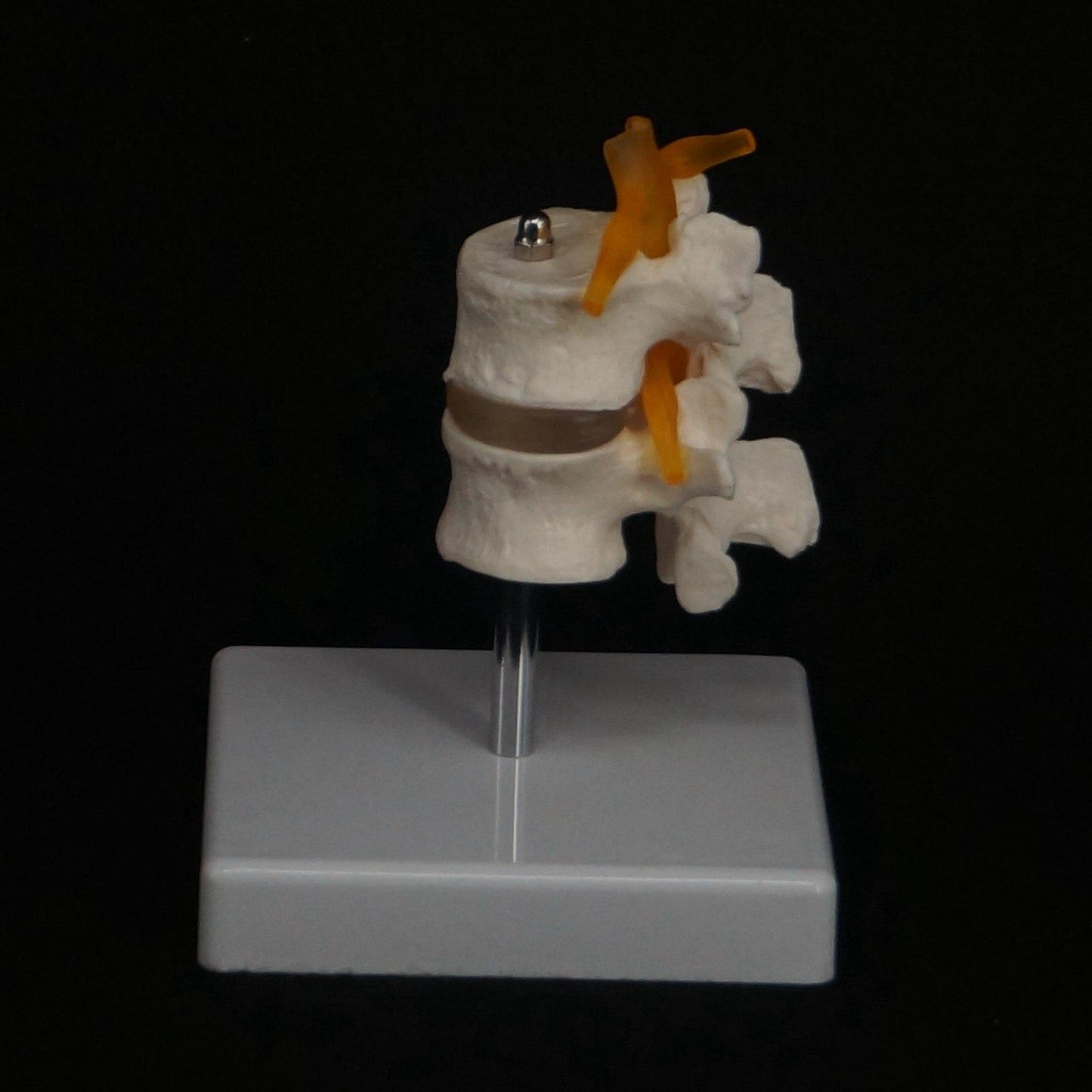 Life Size Two Section Lumbar Spine Skeleton Model with Stand - KiwisLove