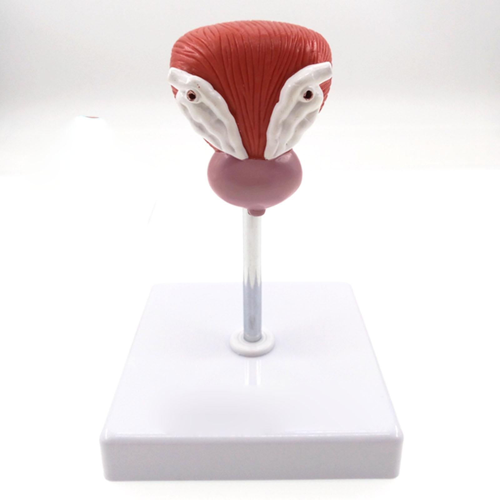 Natural Life Size Anatomical Human Urinary Bladder Prostate Model - KiwisLove