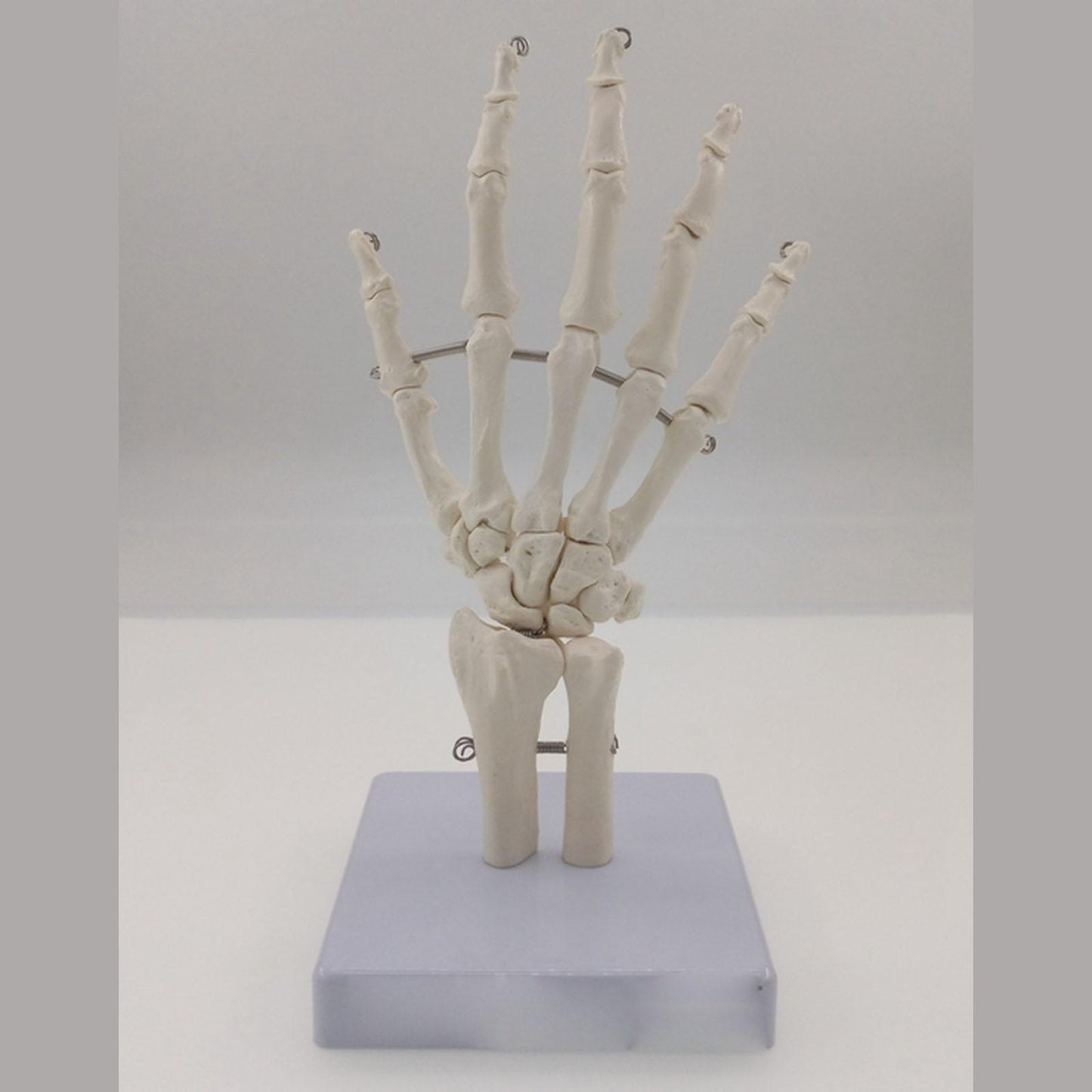Human Hand Joint Bone Skeleton Anatomical Model Medical Anatomy - KiwisLove