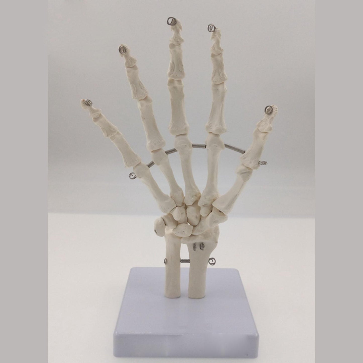 Human Hand Joint Bone Skeleton Anatomical Model Medical Anatomy - KiwisLove