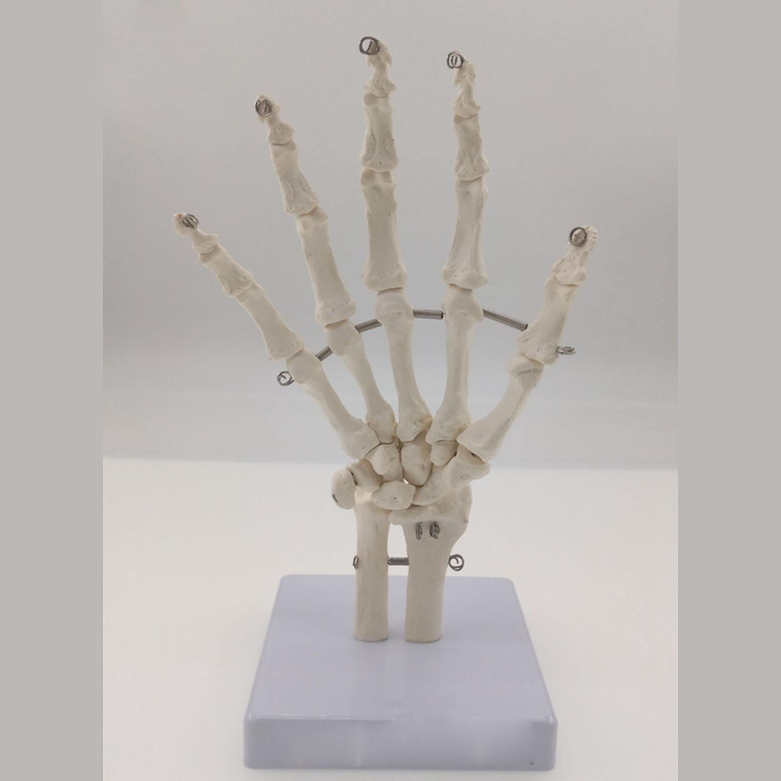 Human Hand Joint Bone Skeleton Anatomical Model Medical Anatomy - KiwisLove