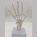 Human Hand Joint Bone Skeleton Anatomical Model Medical Anatomy - KiwisLove