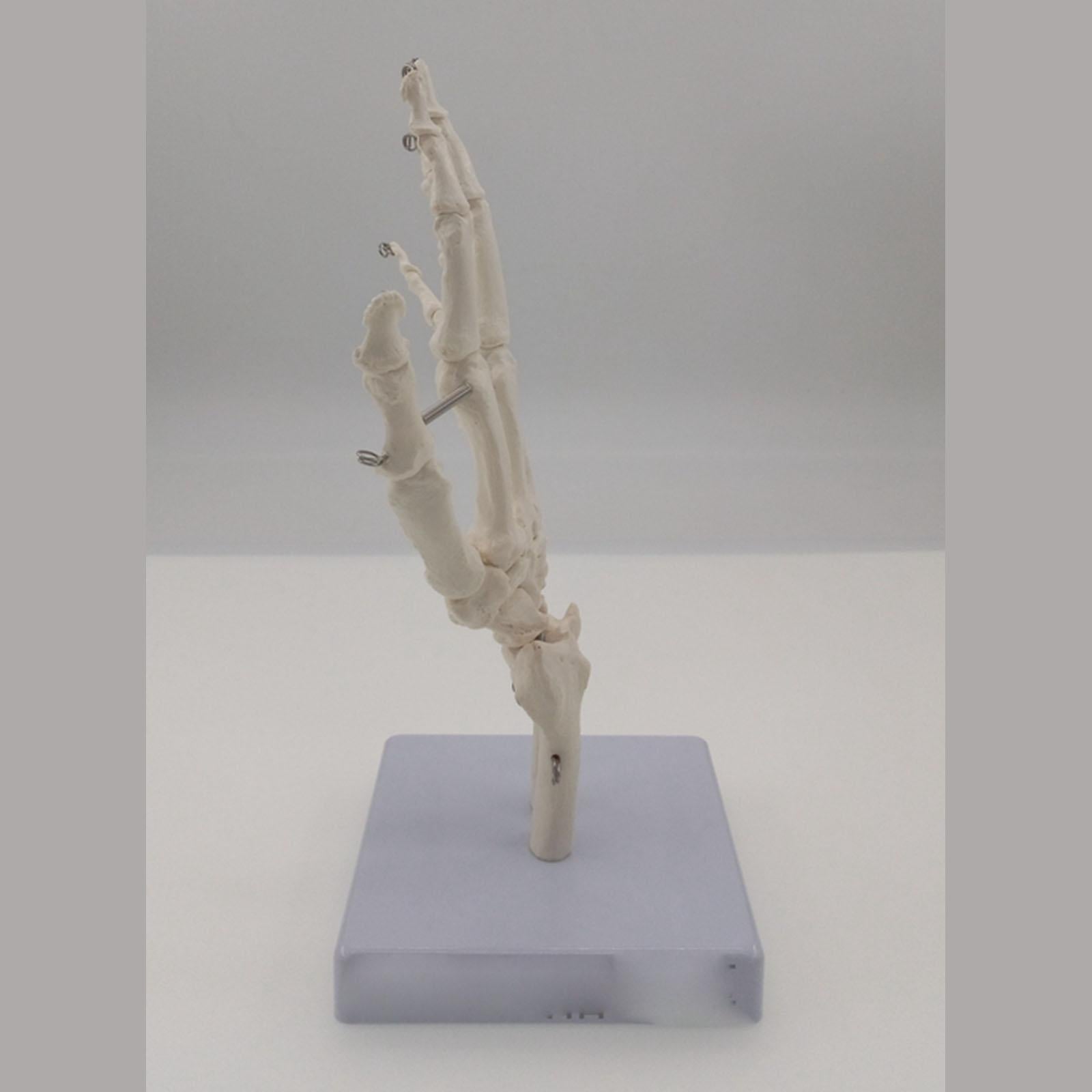 Human Hand Joint Bone Skeleton Anatomical Model Medical Anatomy - KiwisLove