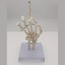 Human Hand Joint Bone Skeleton Anatomical Model Medical Anatomy - KiwisLove