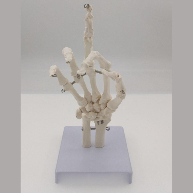 Human Hand Joint Bone Skeleton Anatomical Model Medical Anatomy - KiwisLove