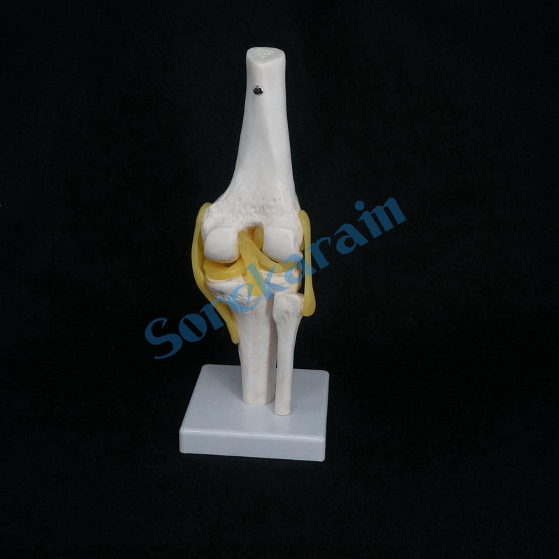 Knee Joint Anatomical Model Skeleton Human Medical Anatomy - KiwisLove