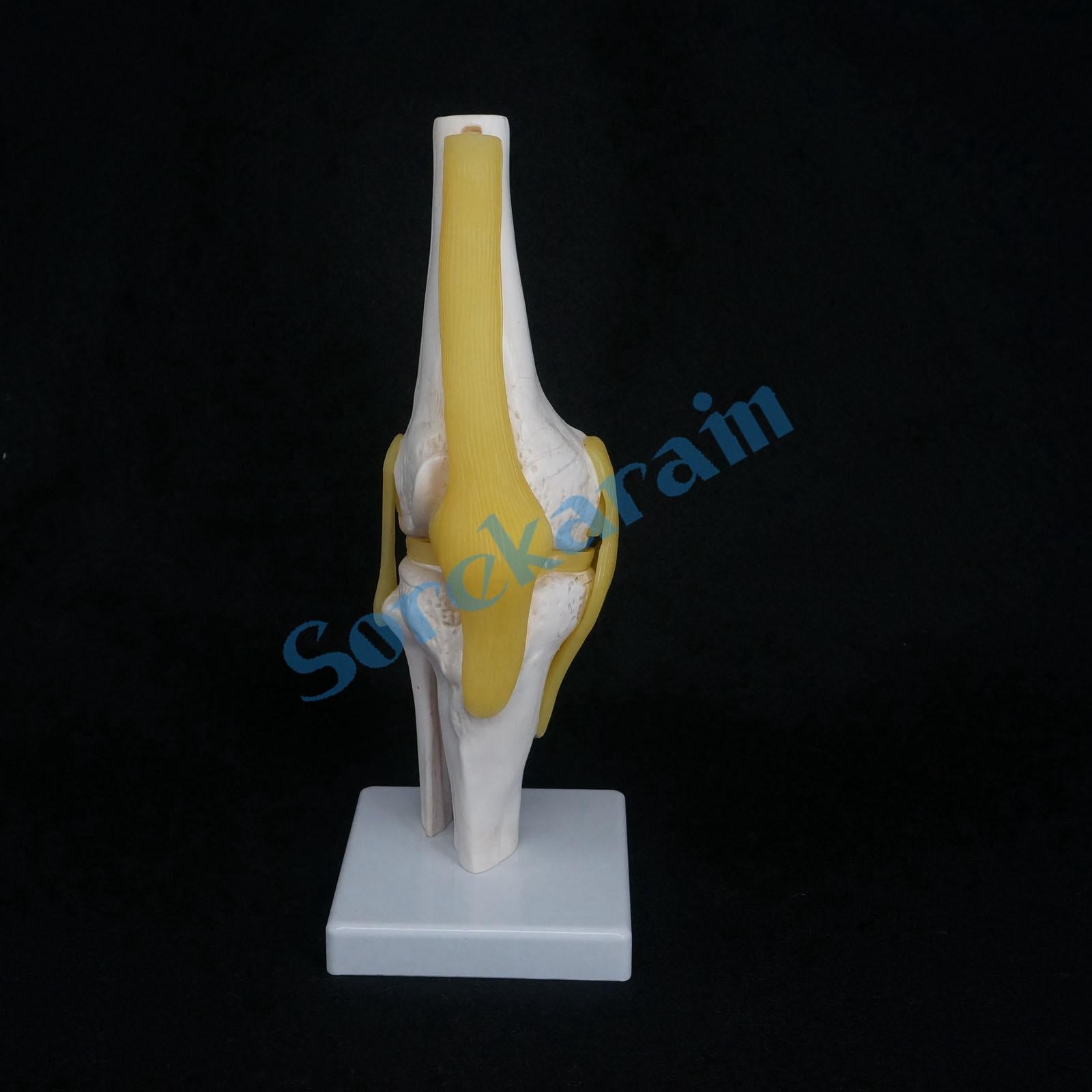 Knee Joint Anatomical Model Skeleton Human Medical Anatomy - KiwisLove