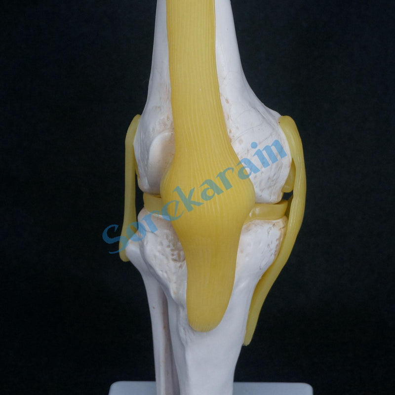 Knee Joint Anatomical Model Skeleton Human Medical Anatomy - KiwisLove