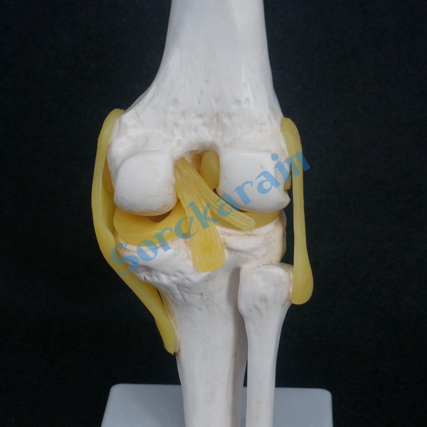 Knee Joint Anatomical Model Skeleton Human Medical Anatomy - KiwisLove