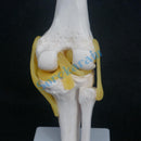Knee Joint Anatomical Model Skeleton Human Medical Anatomy - KiwisLove