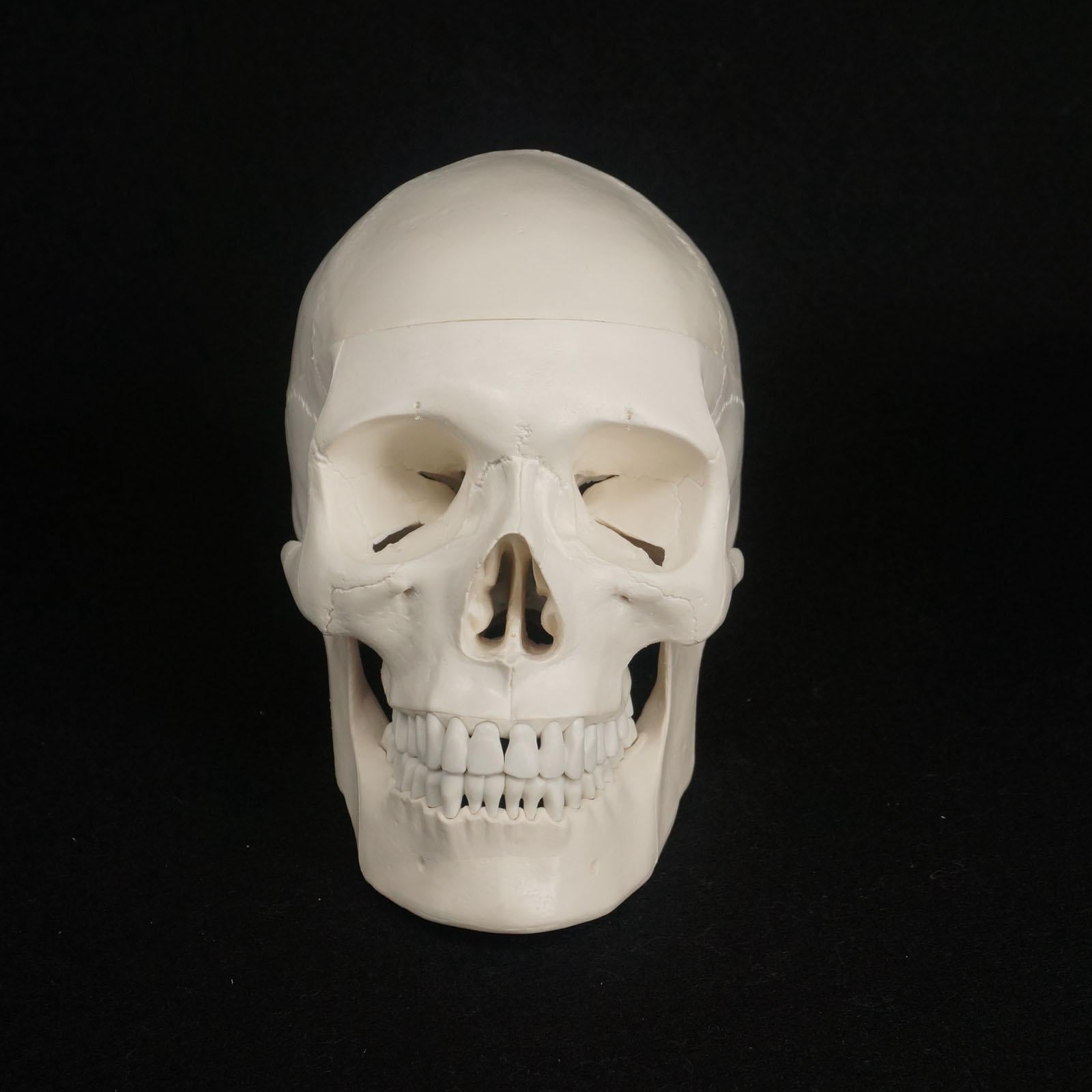 1:1 Human Skull Model High Simulation Anatomical Flexible - KiwisLove