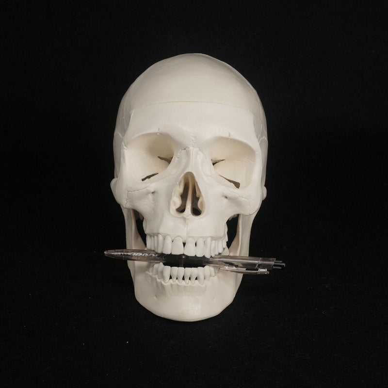 1:1 Human Skull Model High Simulation Anatomical Flexible - KiwisLove
