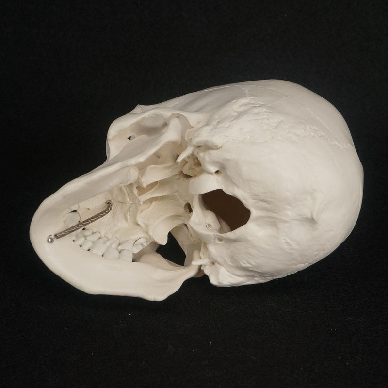 1:1 Human Skull Model High Simulation Anatomical Flexible - KiwisLove
