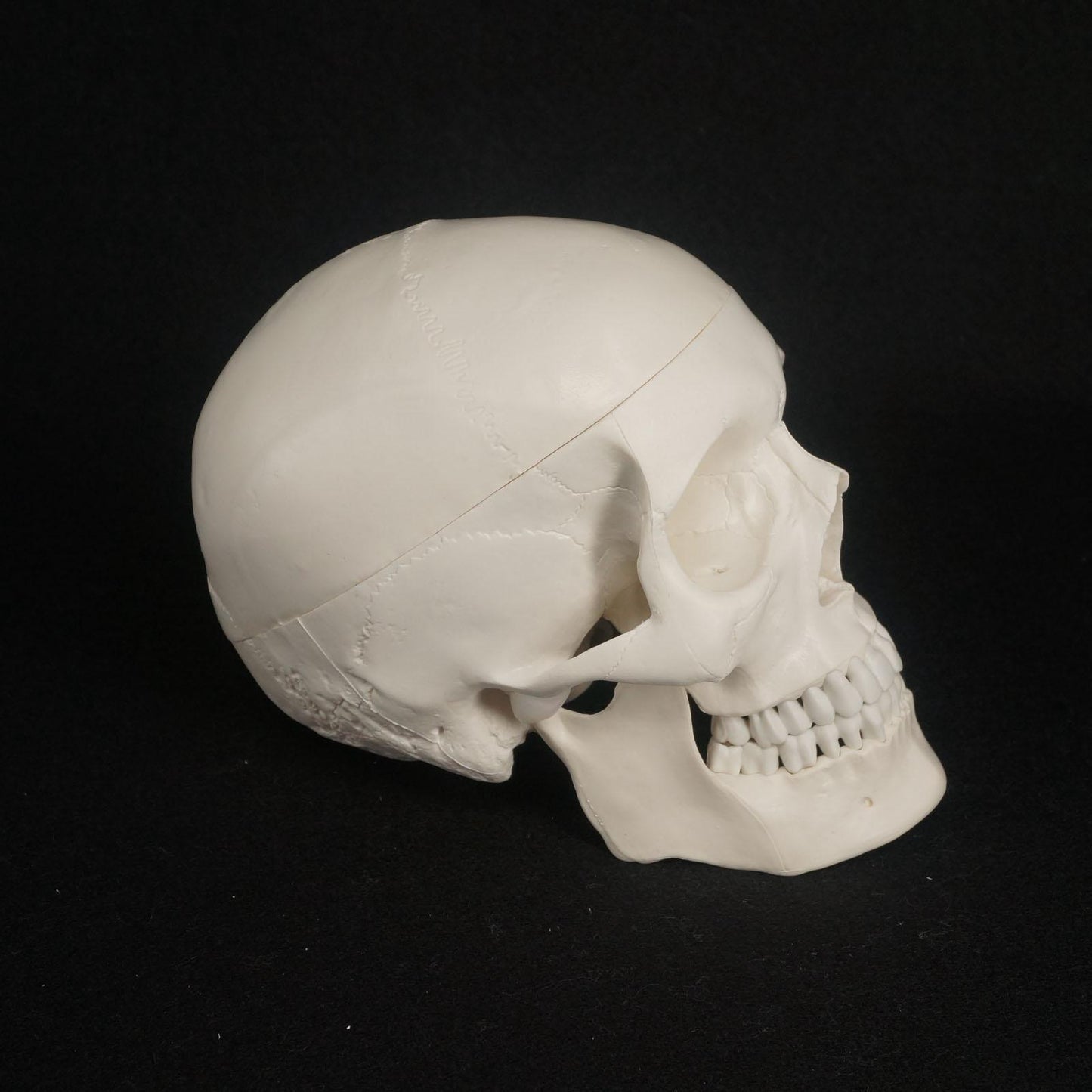 1:1 Human Skull Model High Simulation Anatomical Flexible - KiwisLove